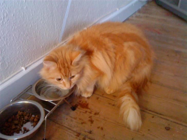 Maine Coon pjuske - Bølle og miv gå nu hend og spis af jeres egen mad billede 6