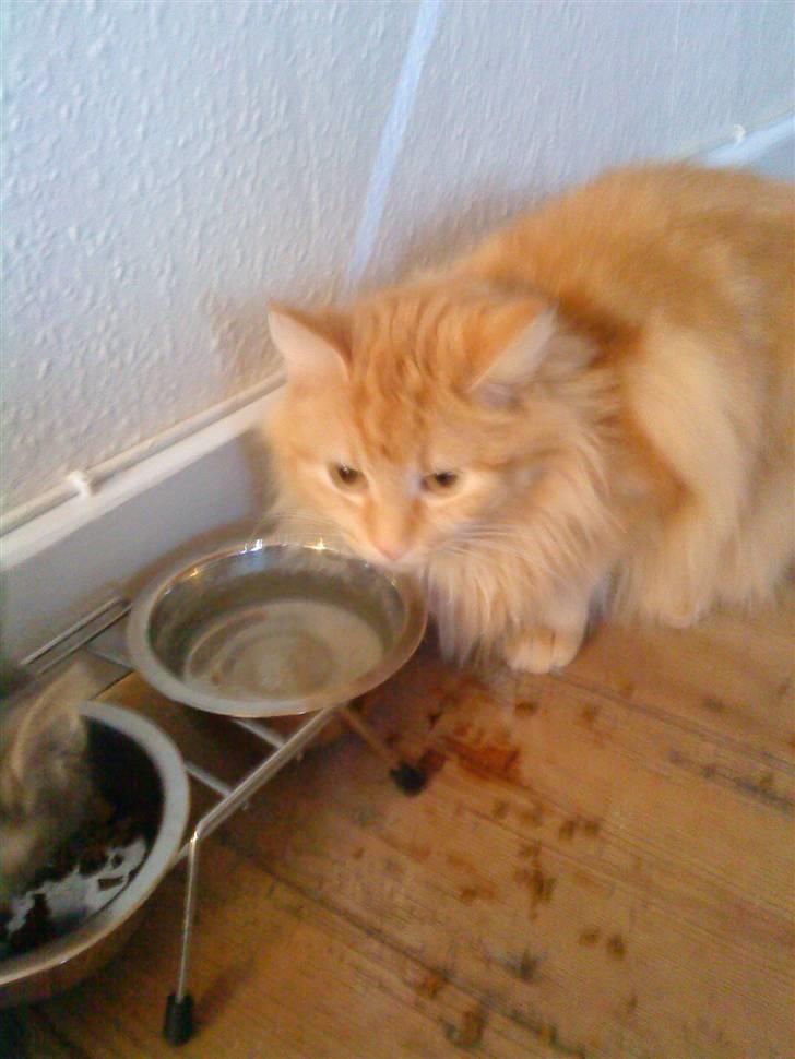 Maine Coon pjuske - mor hjælp de briller altså mig igen  billede 7
