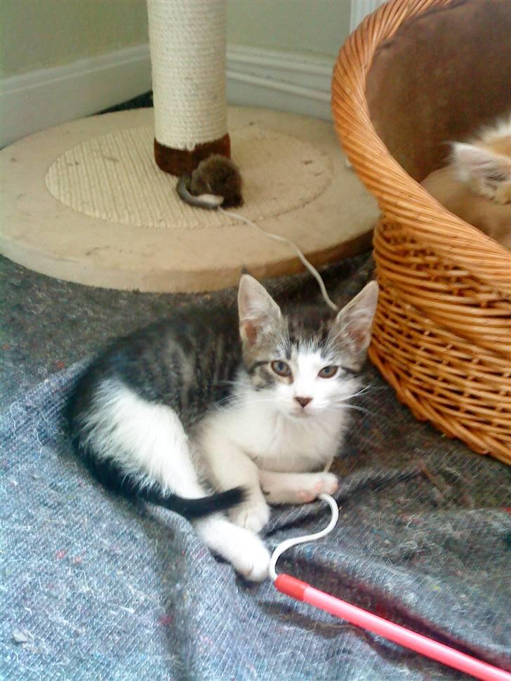 Maine Coon Bølle - mor gider ikke ha du tar flere billeder af mig nu billede 8