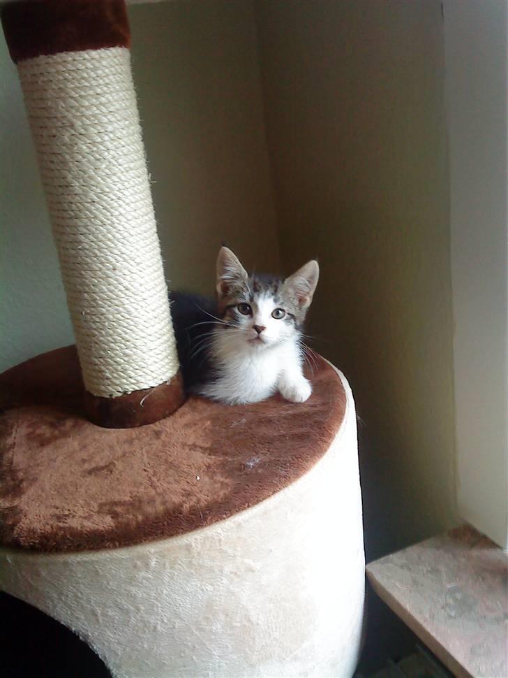 Maine Coon Bølle - er du nu der igen  billede 9