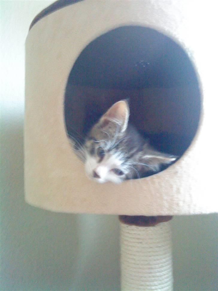 Maine Coon Bølle - hallo jeg prøver få at få sovet nu billede 10