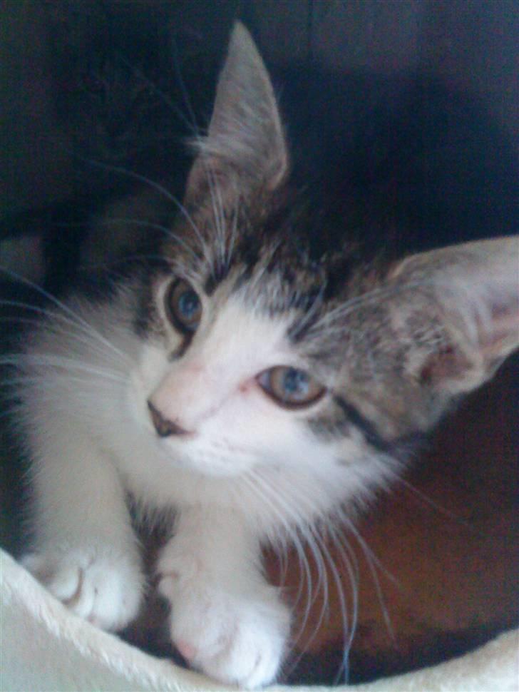 Maine Coon Bølle - god nat alle sammen billede 11