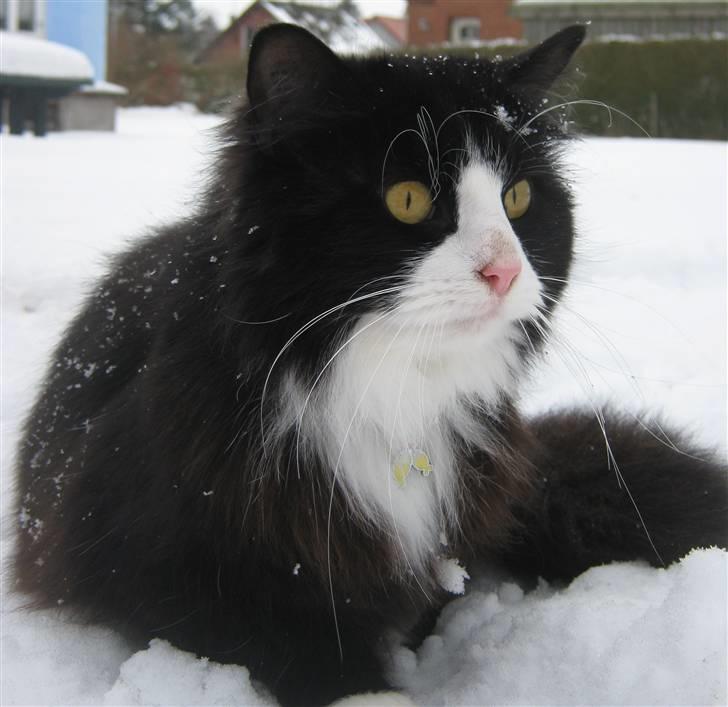 Blanding af racer <3 Miv <3 - # 18. Hva laver du?? Taget d. 15/2-2010 billede 18