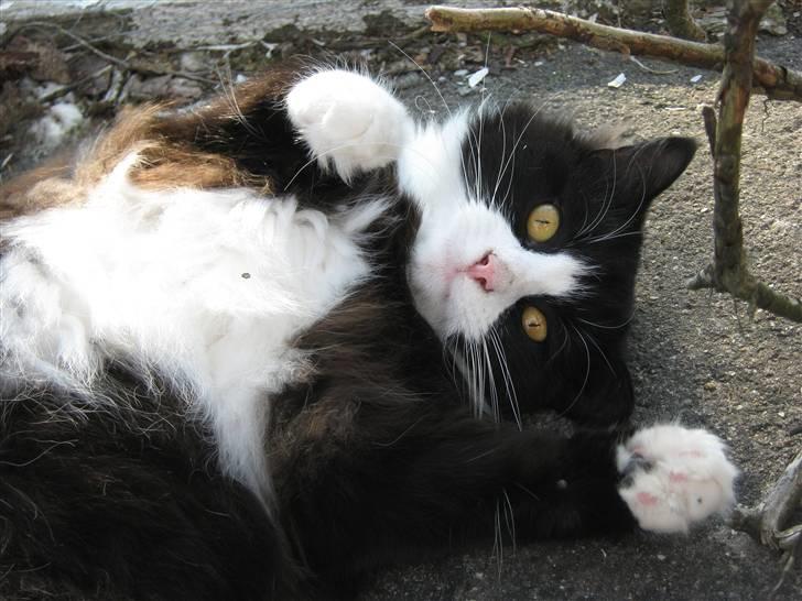 Blanding af racer <3 Miv <3 - # 19. Er jeg ikke sød?? Taget d. 20/8-2009 billede 19