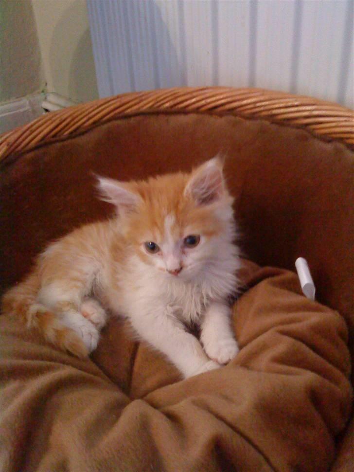 Maine Coon jessi - elsker bare min seng billede 8