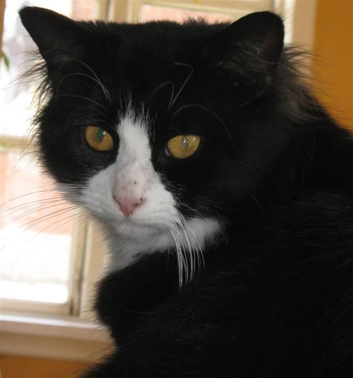 Blanding af racer <3 Miv <3 - # 20. Mit fine hoved... Taget d. 14/8-2009 billede 20