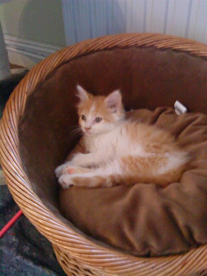 Maine Coon jessi - det er kun min seng  billede 9