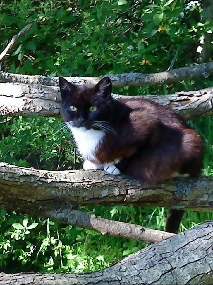 Blanding af racer laydi billede 10