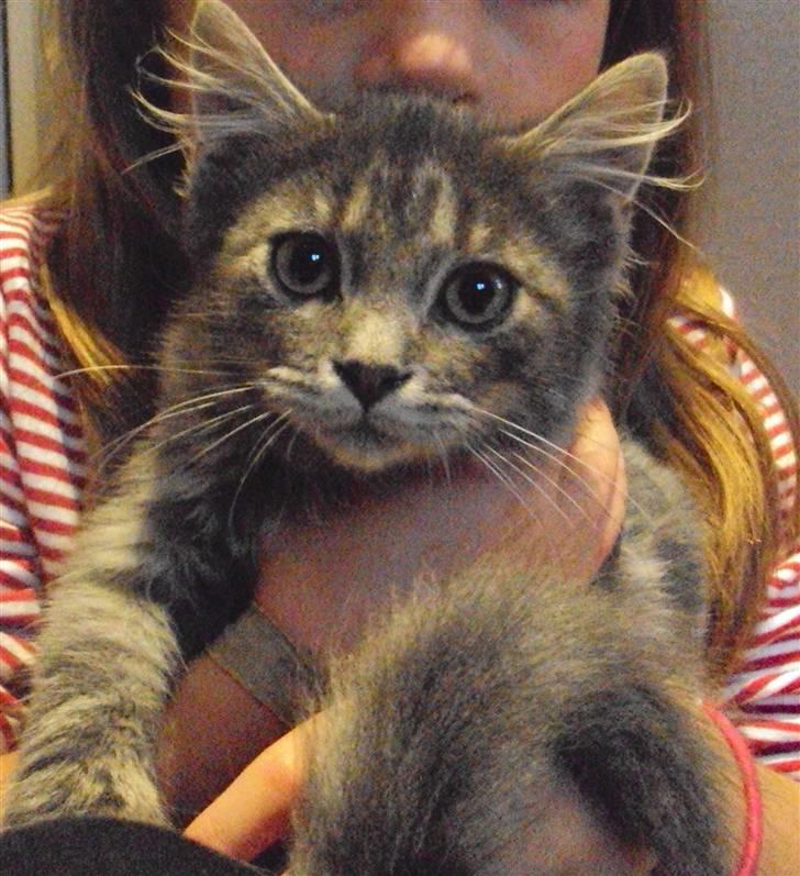 Blanding af racer Gizmo billede 7