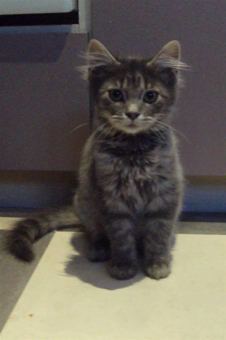 Blanding af racer Gizmo - Lækker lækker billede 8