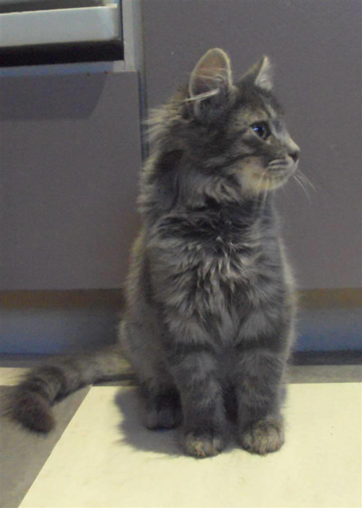 Blanding af racer Gizmo billede 9