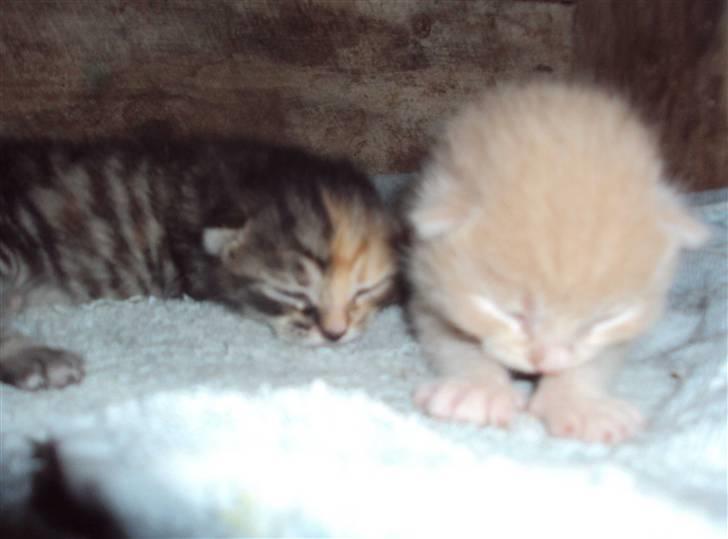 Huskat "Jose" Fine - :( ja Fine mistede sin egen lille killing fredag morgen, - var dog så heldig at jeg fandt nogen PjeleBørn til hende, tak susanne billede 14