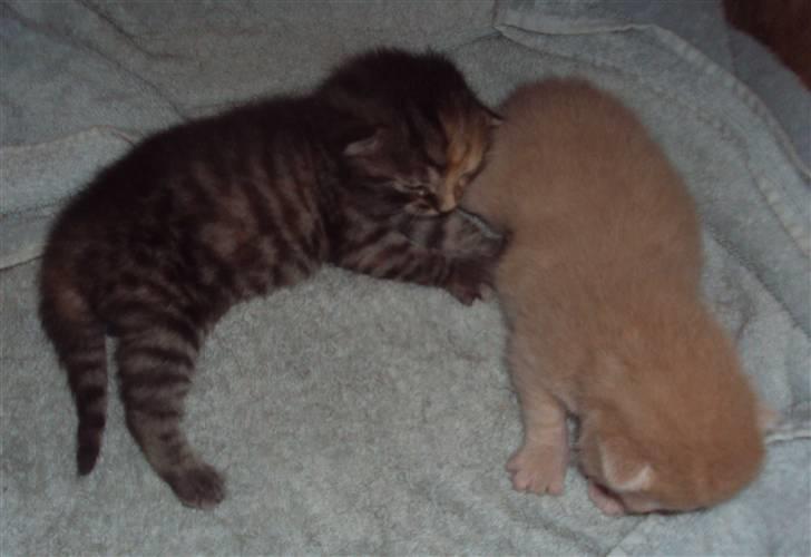 Huskat "Jose" Fine billede 15