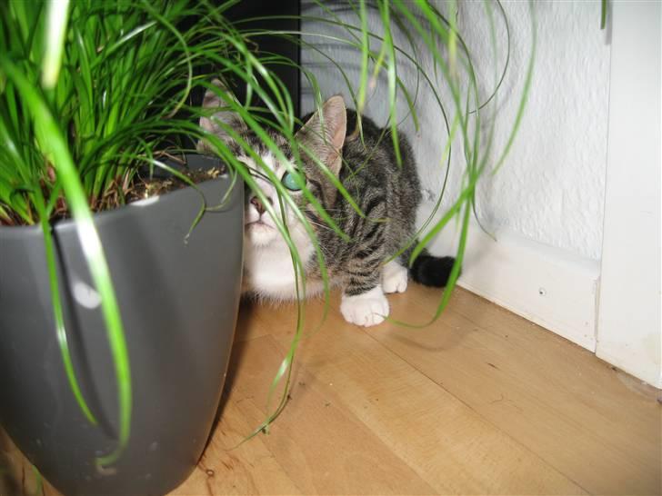 Huskat Anton - Endnu engang, mon mor kan finde mig ;) billede 2