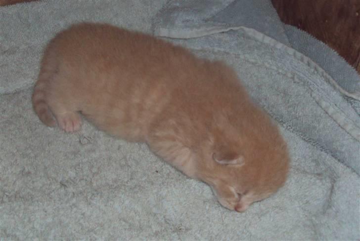 Huskat "Jose" Fine billede 16