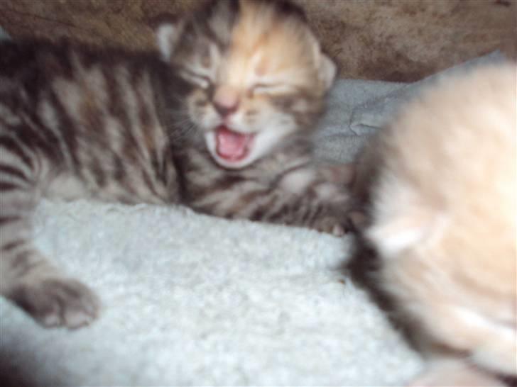 Huskat "Jose" Fine billede 17