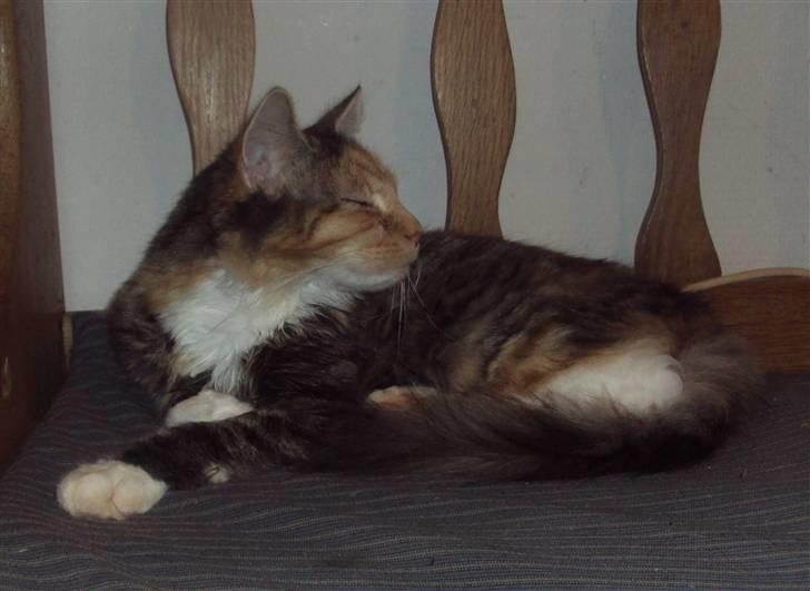 Blanding af racer Mary lou billede 12