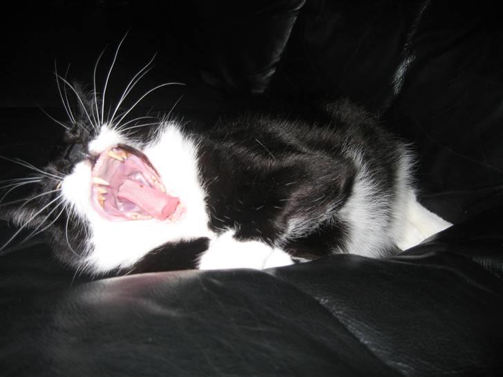 Huskat Pelle - Tiger-mis billede 13