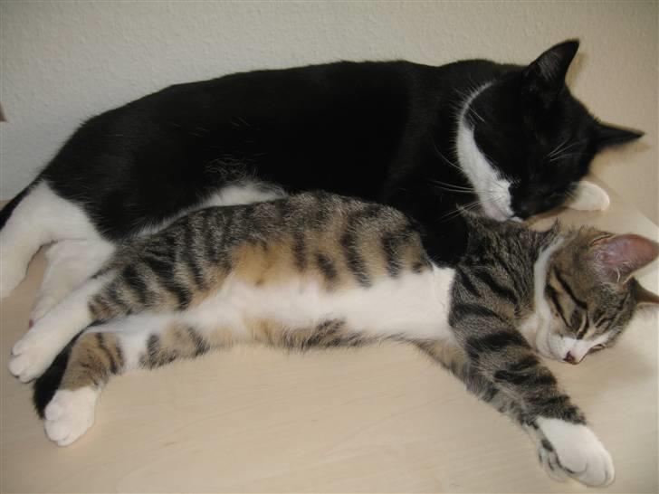 Huskat Pelle - Pelle sammen med Anton :D billede 14