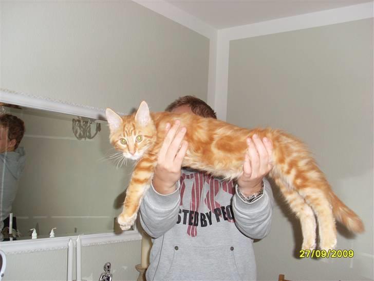 Maine Coon Oscar billede 3