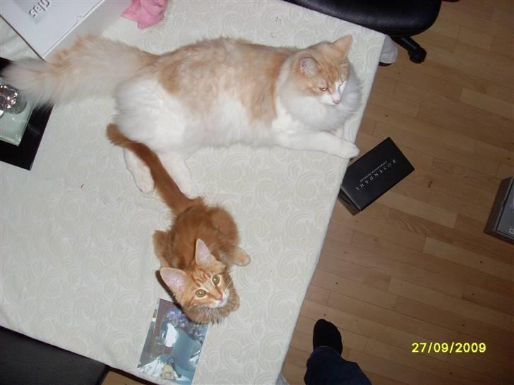 Maine Coon Oscar - der sad to katte på et bord kvitte vitte vit bum bum.... billede 4