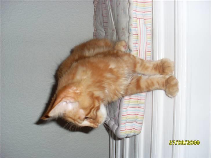 Maine Coon Oscar billede 5