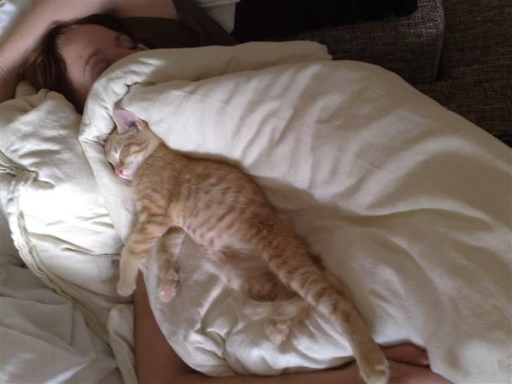 Huskat Victor - En rigtig "mors dreng" :) billede 1