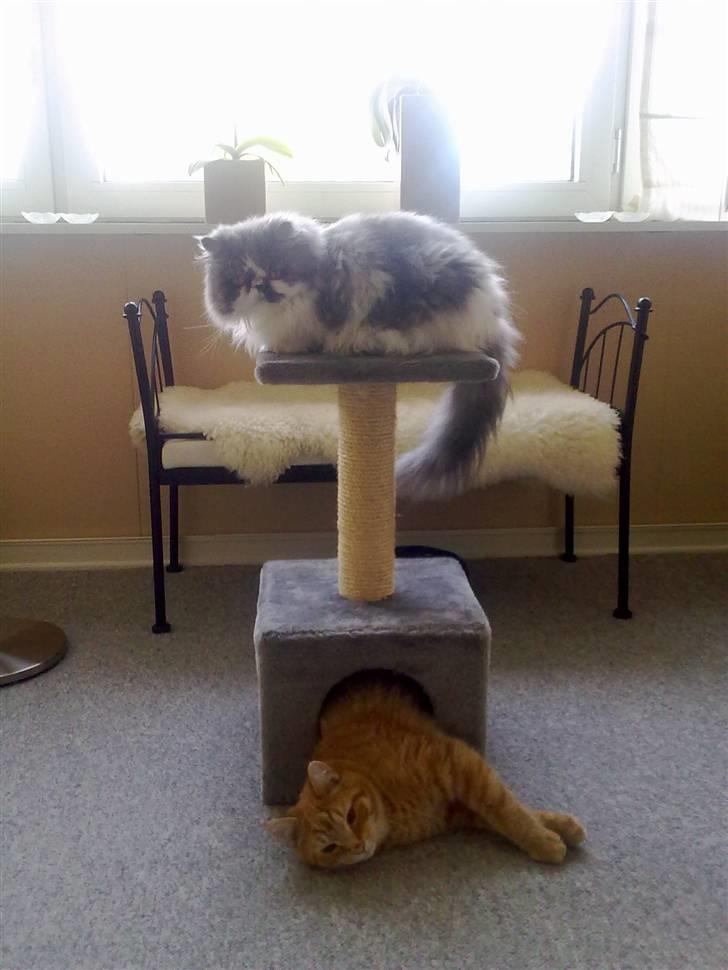 Huskat Victor billede 2