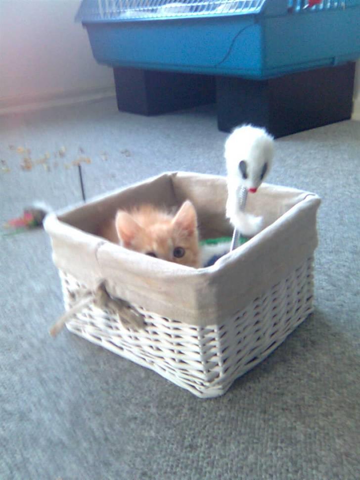 Huskat Victor - Titte-bøh billede 3