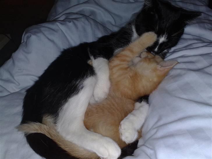 Huskat Victor - Victor´s første veninde billede 4