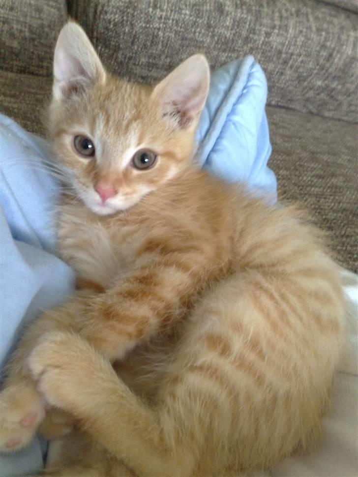 Huskat Victor billede 6