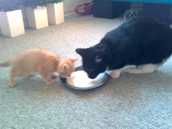 Huskat Victor - Hvor var han dog lille den gang :) billede 7