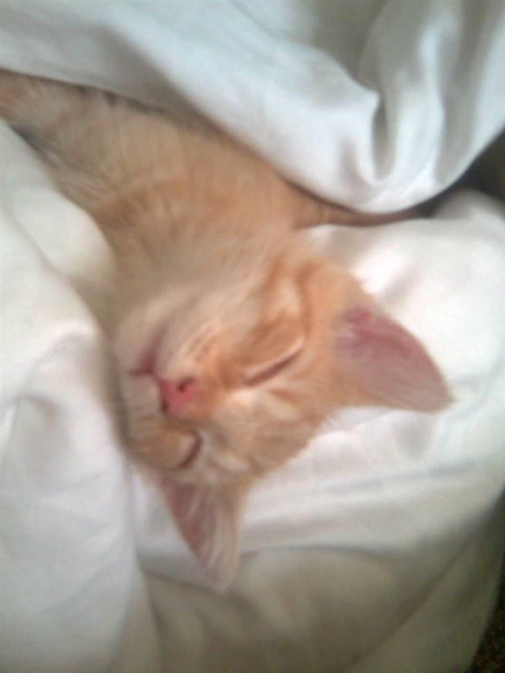 Huskat Victor billede 8