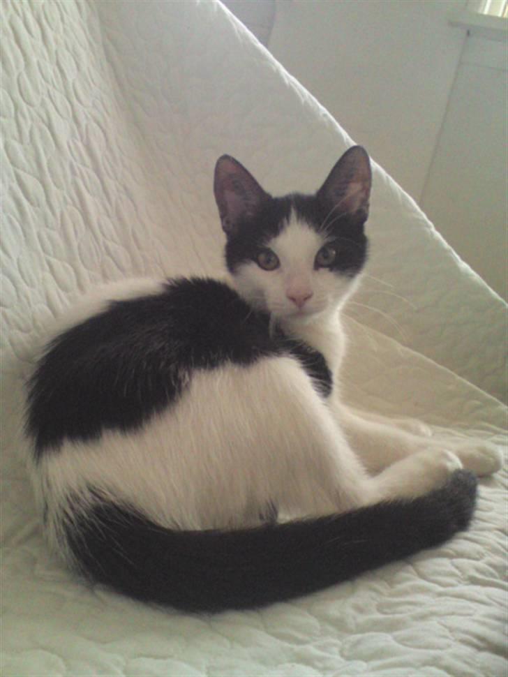 Huskat Kitty billede 8