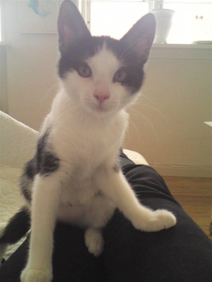 Huskat Kitty billede 9