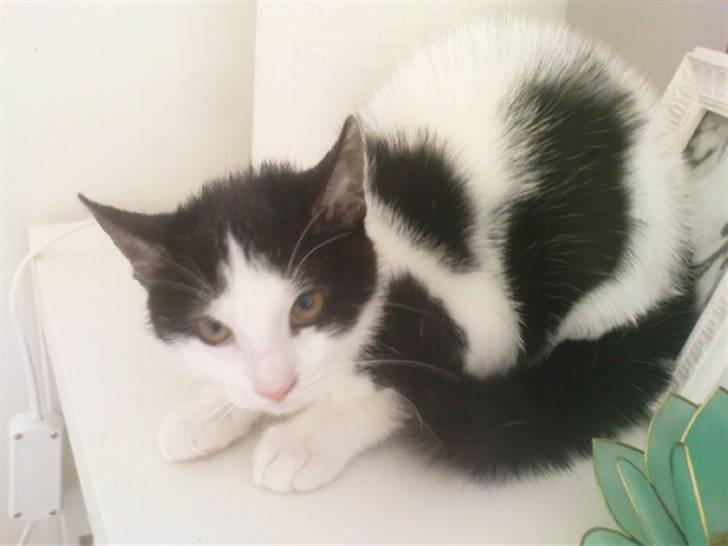 Huskat Kitty billede 10