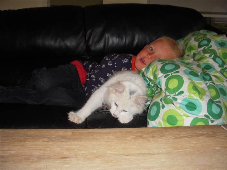 Norsk Skovkat  # Mingus # - mingus og mikkel i sofaen - hyggestund billede 3