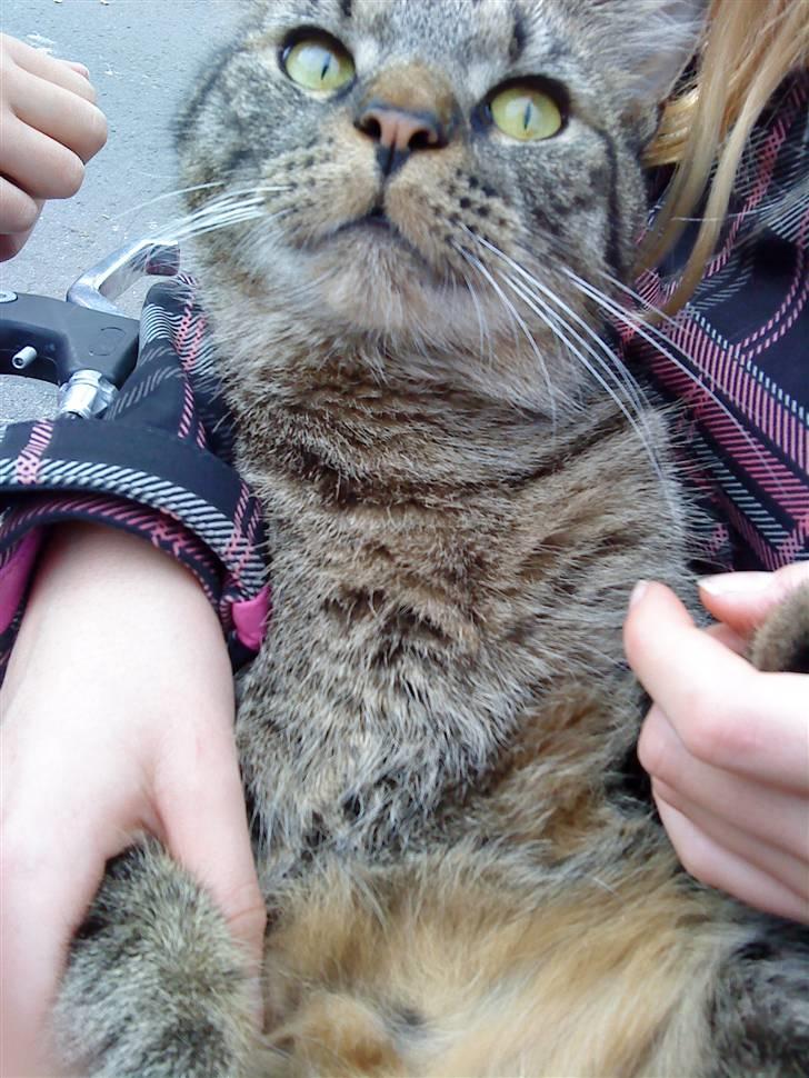 Huskat Diesel R.I.P billede 6