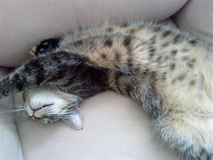 Huskat Diesel R.I.P billede 7