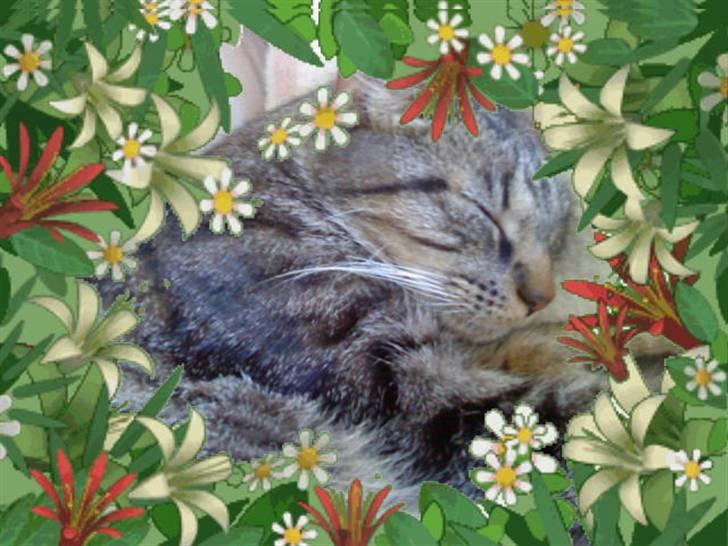 Huskat Diesel R.I.P billede 8