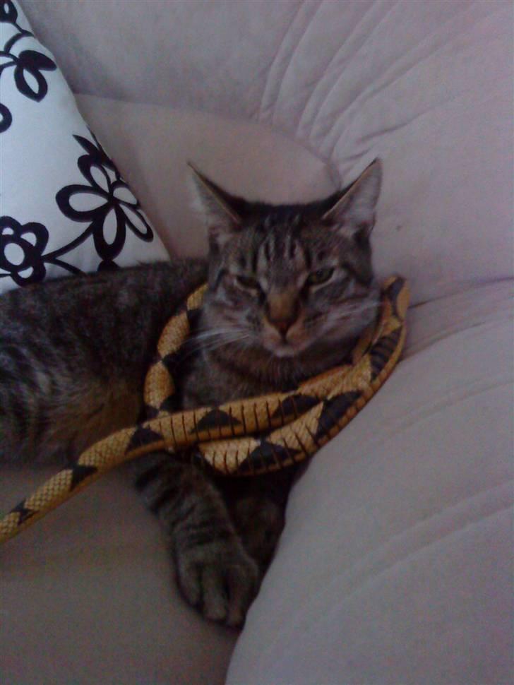 Huskat Diesel R.I.P billede 9