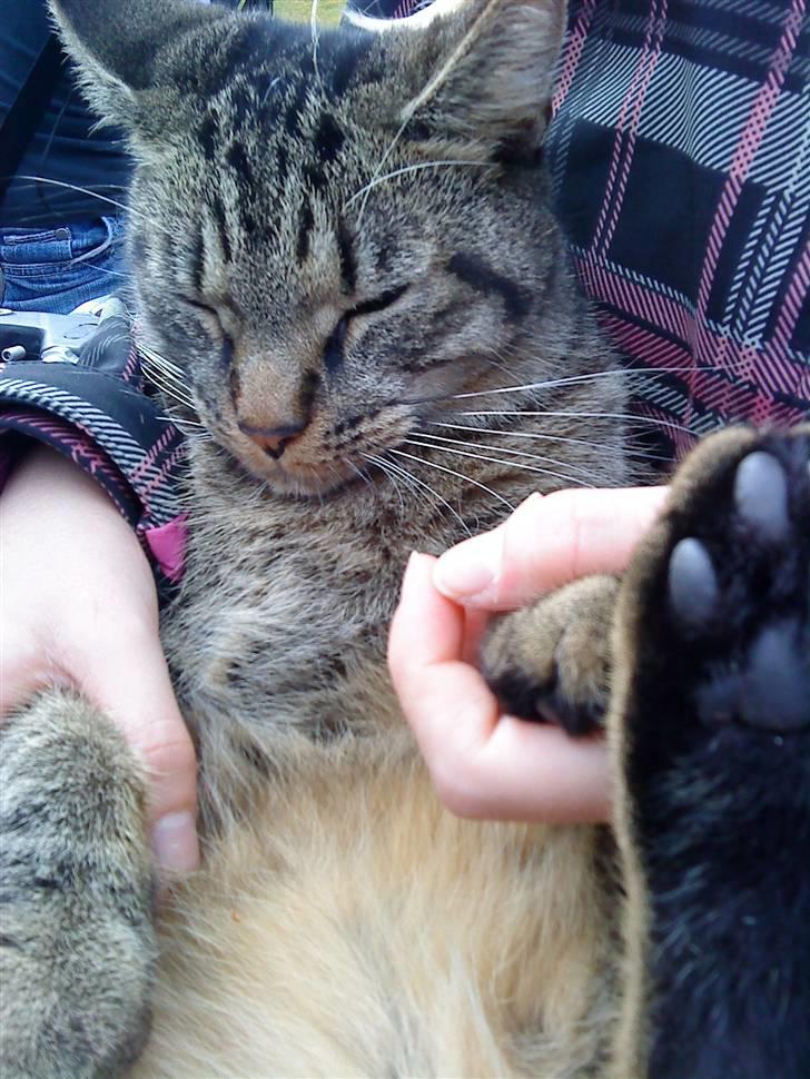 Huskat Diesel R.I.P billede 11