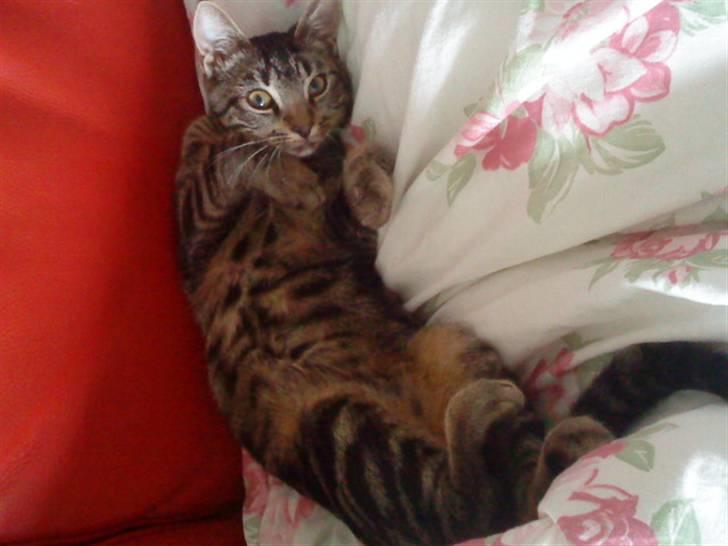 Huskat Felix - Mor jeg sov lige.  billede 13