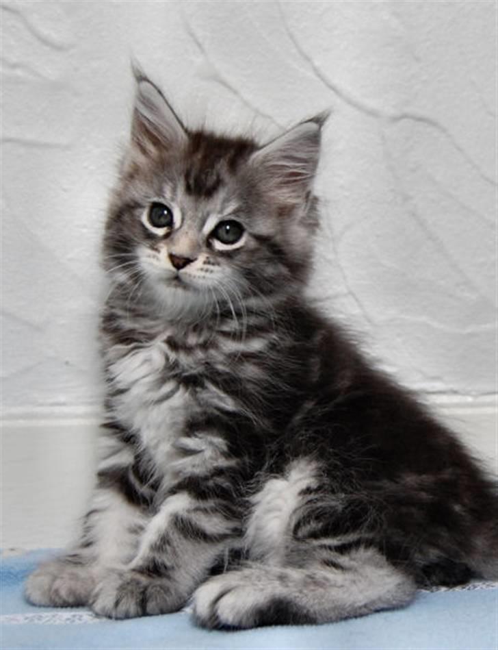 Maine Coon Malou billede 4