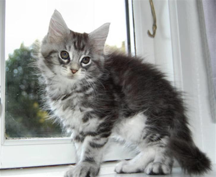 Maine Coon Malou billede 5