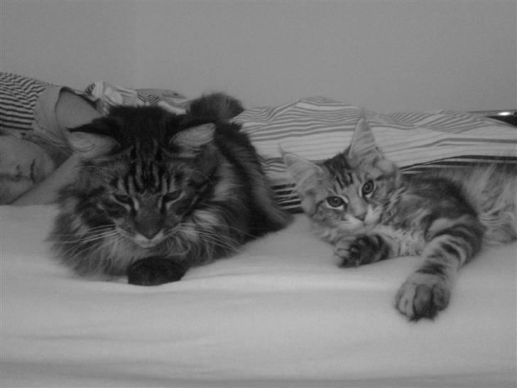 Maine Coon Malou - Dette er et billede af Cocoline (Malou) & Diablo billede 7