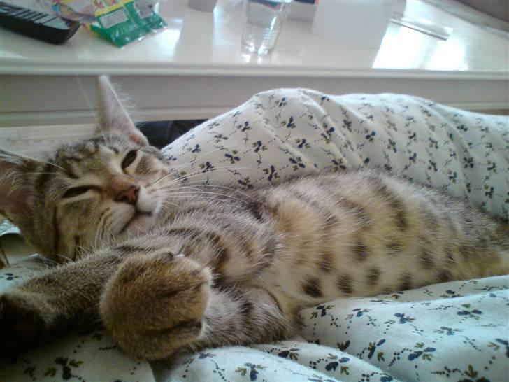 Huskat Pusle billede 1