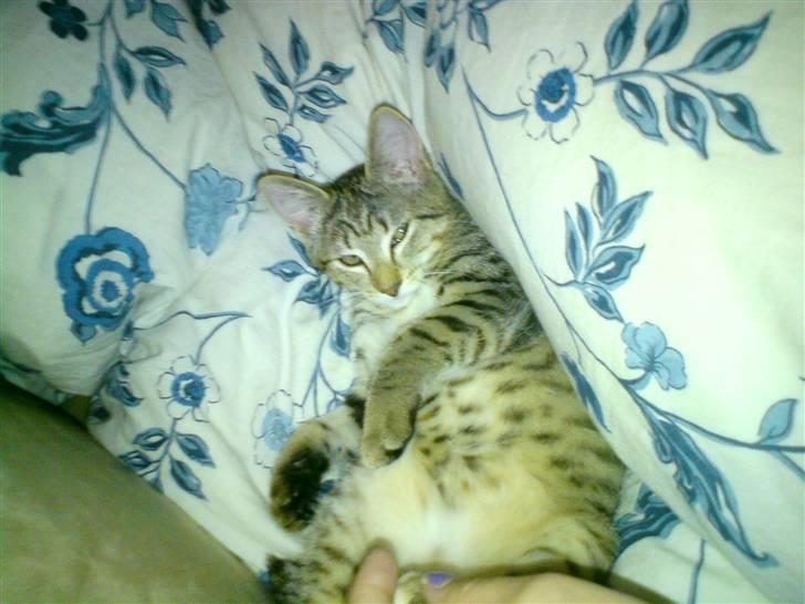 Huskat Pusle billede 2