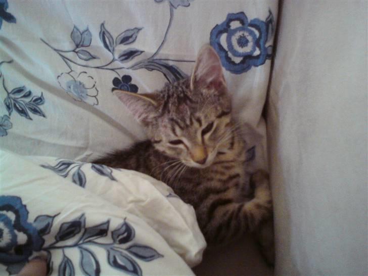 Huskat Pusle billede 3