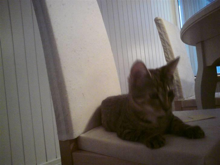 Huskat Pusle billede 4